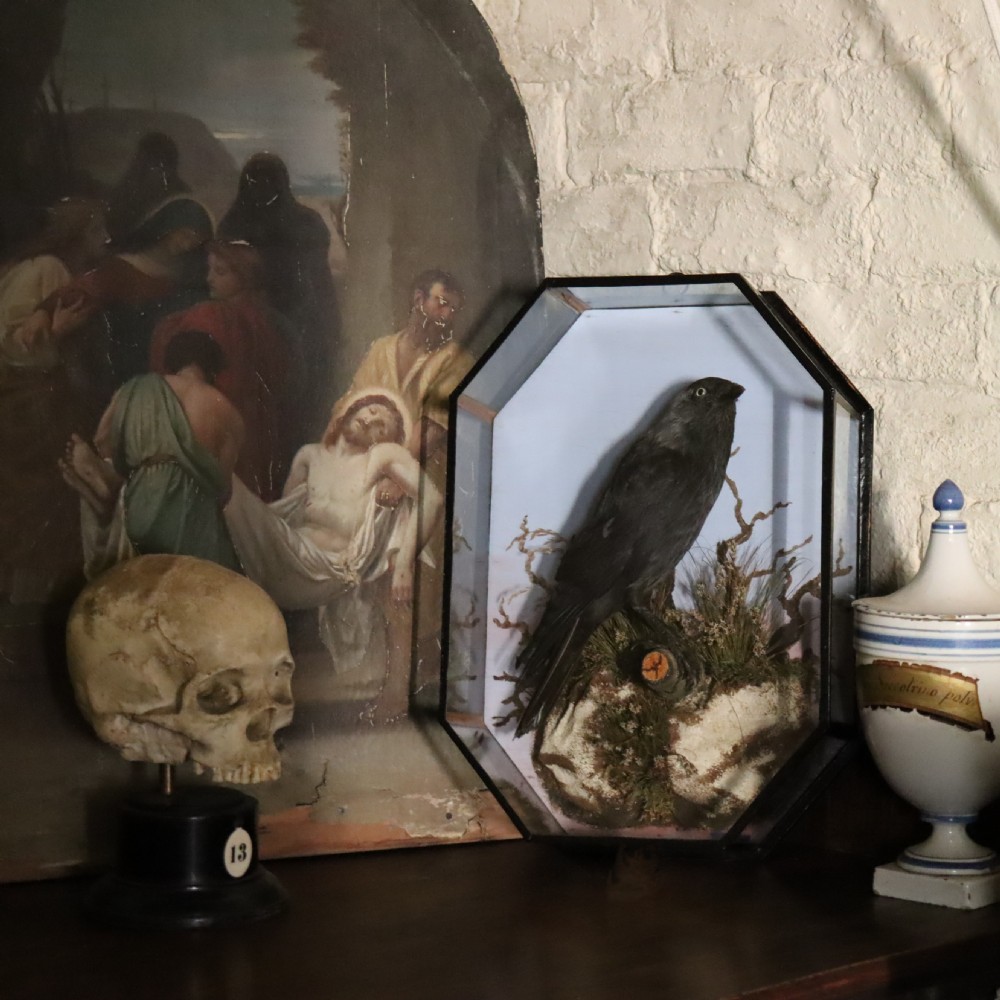 An antique taxidermy jackdaw set within a naturalistic moss and branch habitat inside an octagonal glazed glass case. View II