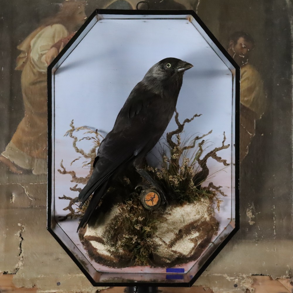 An antique taxidermy jackdaw set within a naturalistic moss and branch habitat inside an octagonal glazed glass case.
