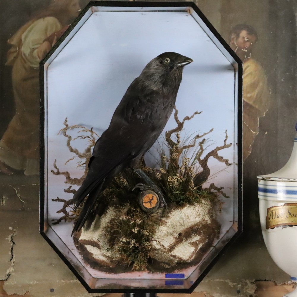 An antique taxidermy jackdaw set within a naturalistic moss and branch habitat inside an octagonal glazed glass case. View III