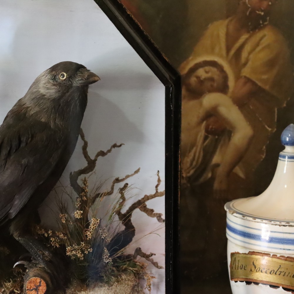 An antique taxidermy jackdaw set within a naturalistic moss and branch habitat inside an octagonal glazed glass case. View V