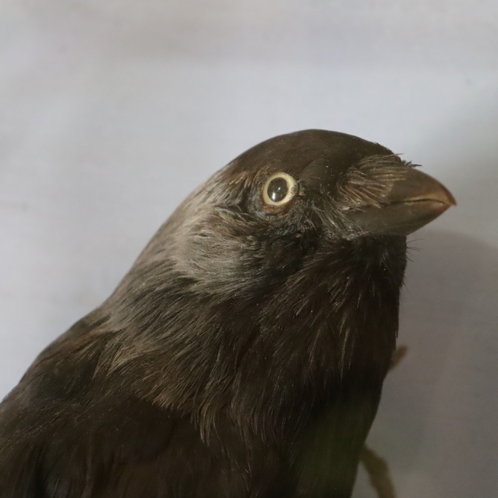 An antique taxidermy jackdaw set within a naturalistic moss and branch habitat inside an octagonal glazed glass case. View VI