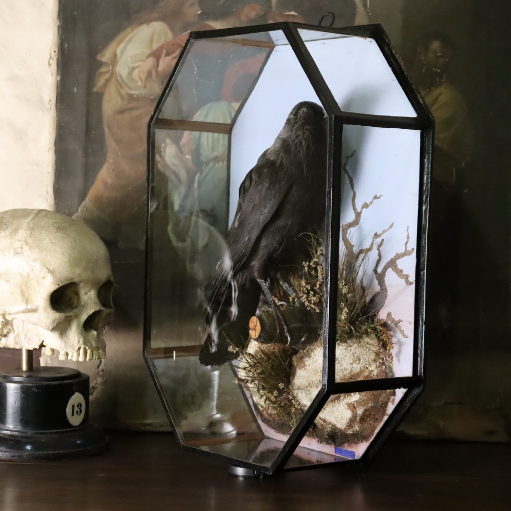 An antique taxidermy jackdaw set within a naturalistic moss and branch habitat inside an octagonal glazed glass case. View IX