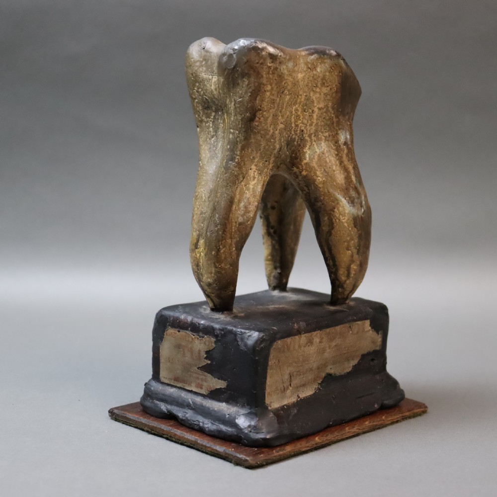 Dental or Medical anatomical model of a tooth. Circa 1900
