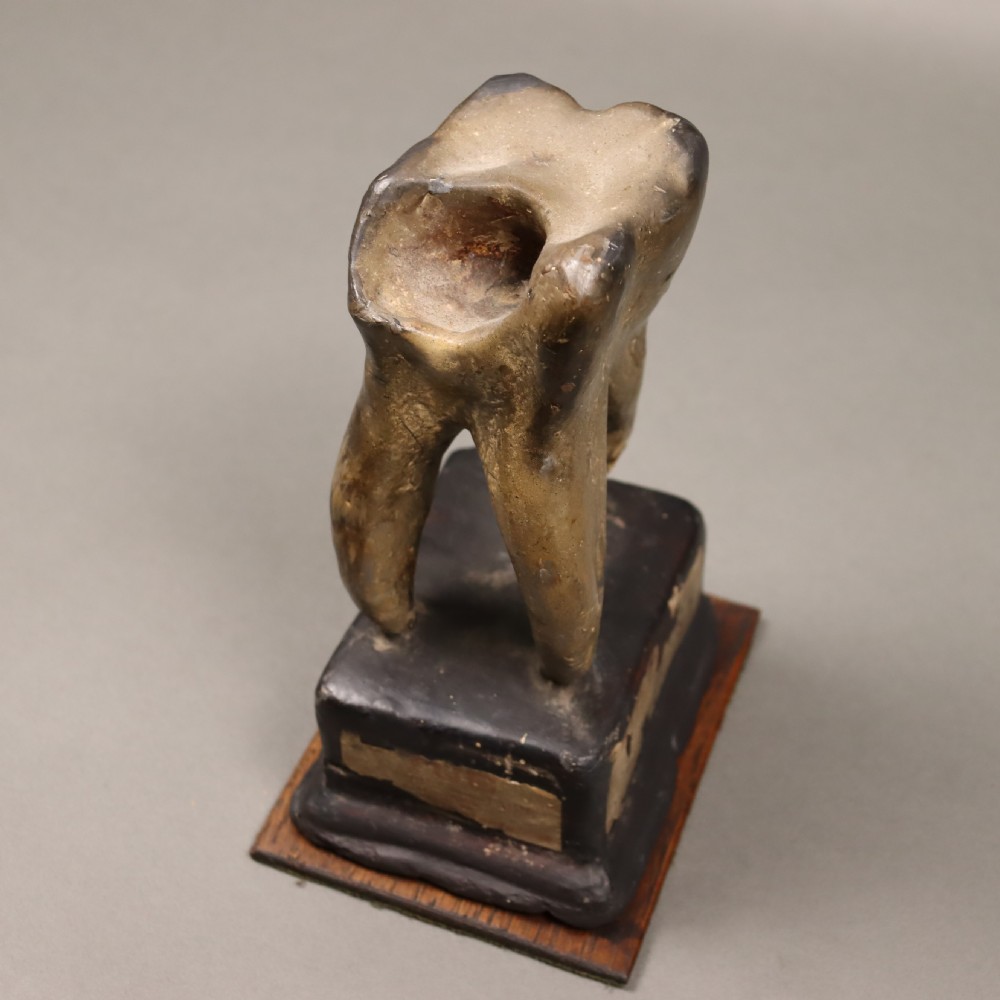 Dental or Medical anatomical model of a tooth. Circa 1900 View IV