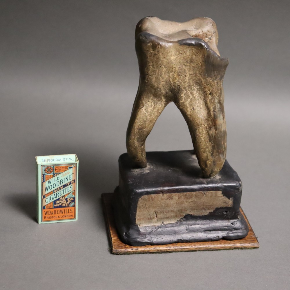 Dental or Medical anatomical model of a tooth. Circa 1900 View V