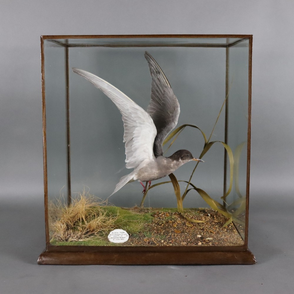 Taxidermy - Black Tern by Rowland Ward of London. 1903