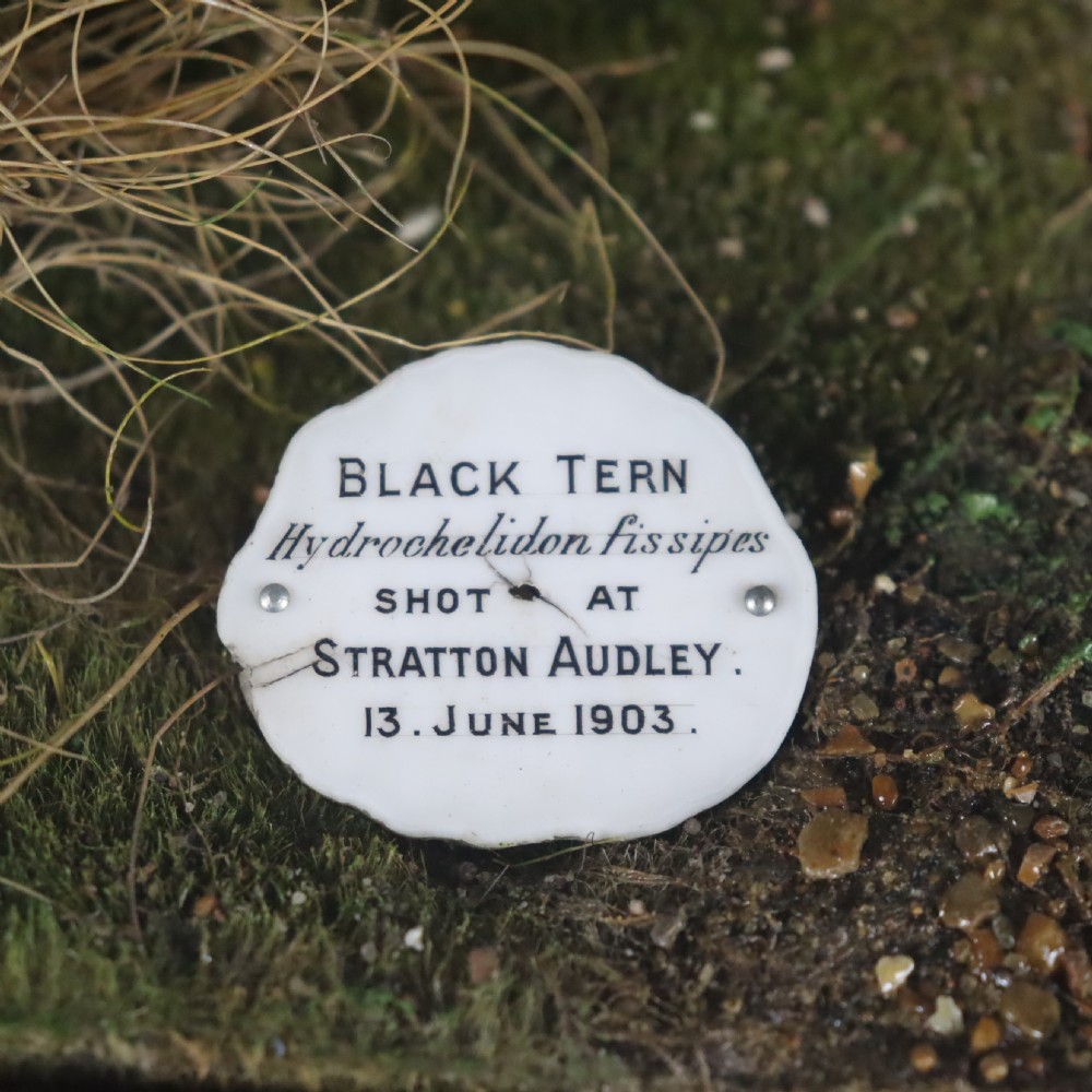 Taxidermy - Black Tern by Rowland Ward of London. 1903 View II