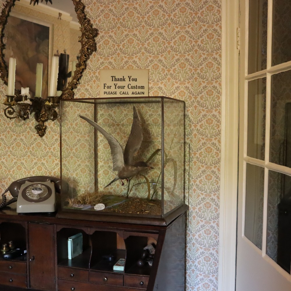 Taxidermy - Black Tern by Rowland Ward of London. 1903 View IV