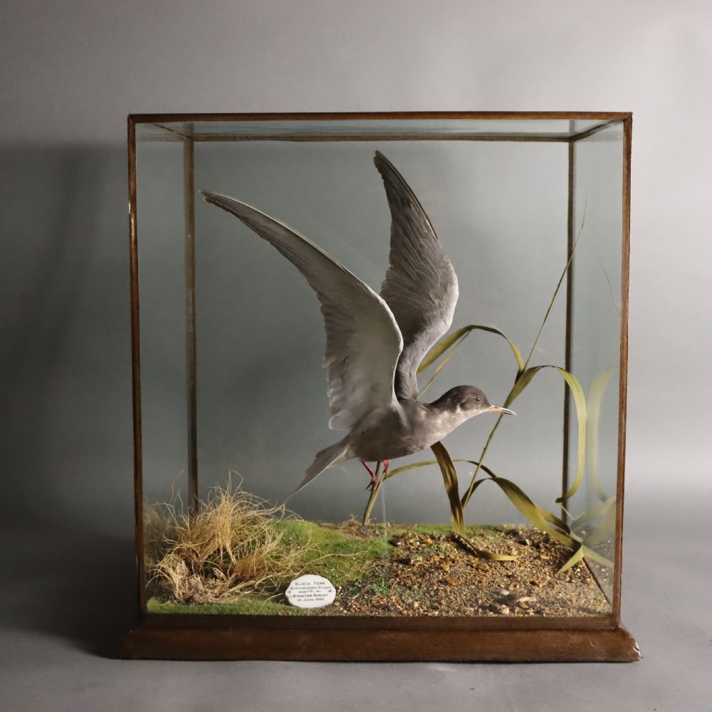 Taxidermy - Black Tern by Rowland Ward of London. 1903 View V