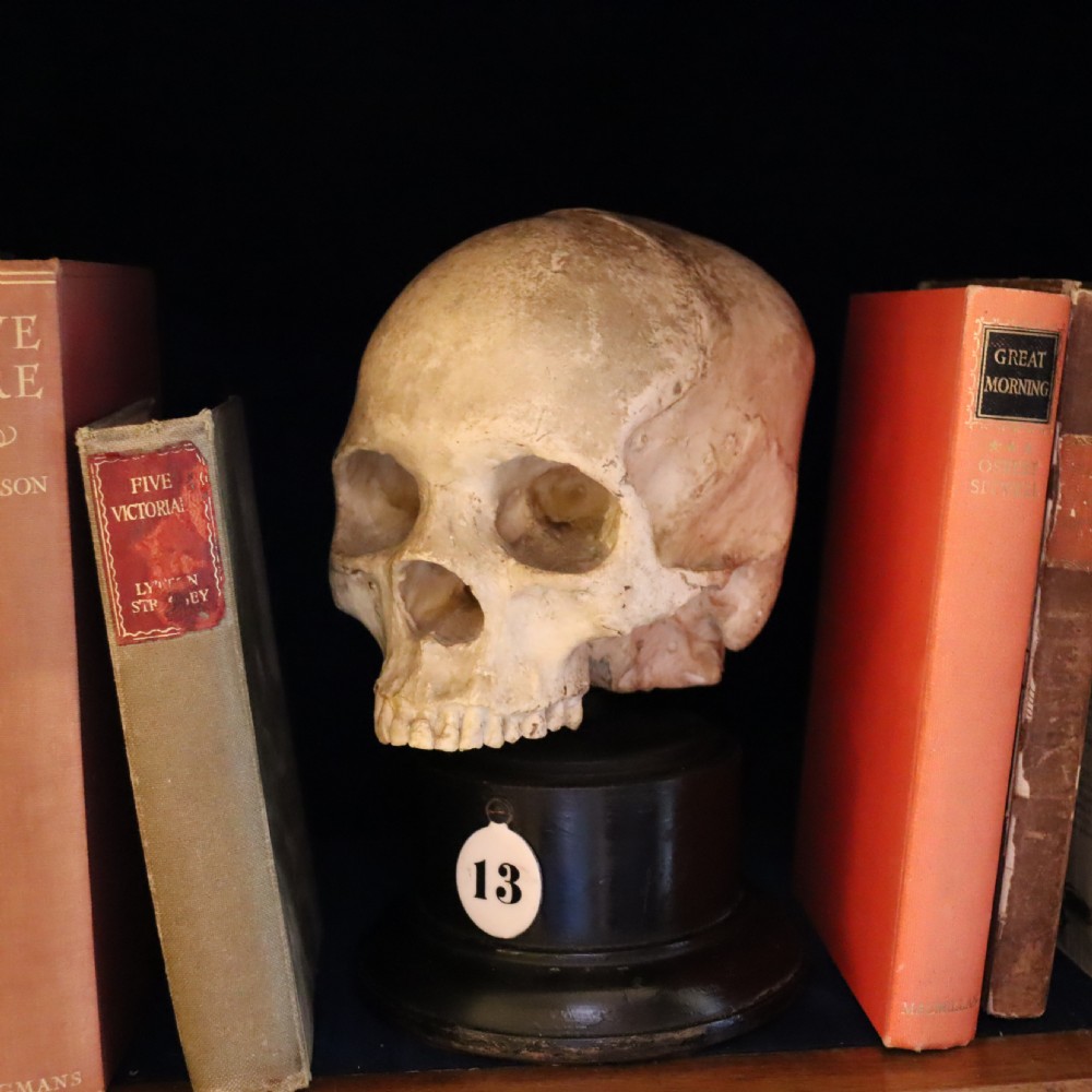 Plaster model of a Human Skull.  Early 20th Century  View III