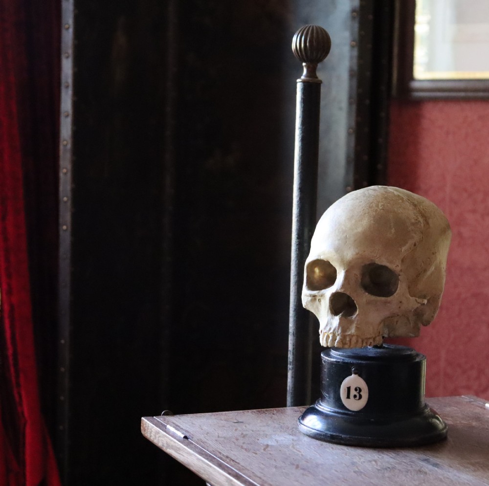 Plaster model of a Human Skull.  Early 20th Century  View IV