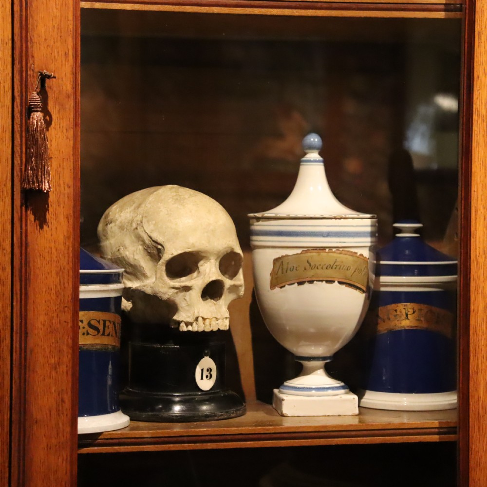 Plaster model of a Human Skull.  Early 20th Century  View V