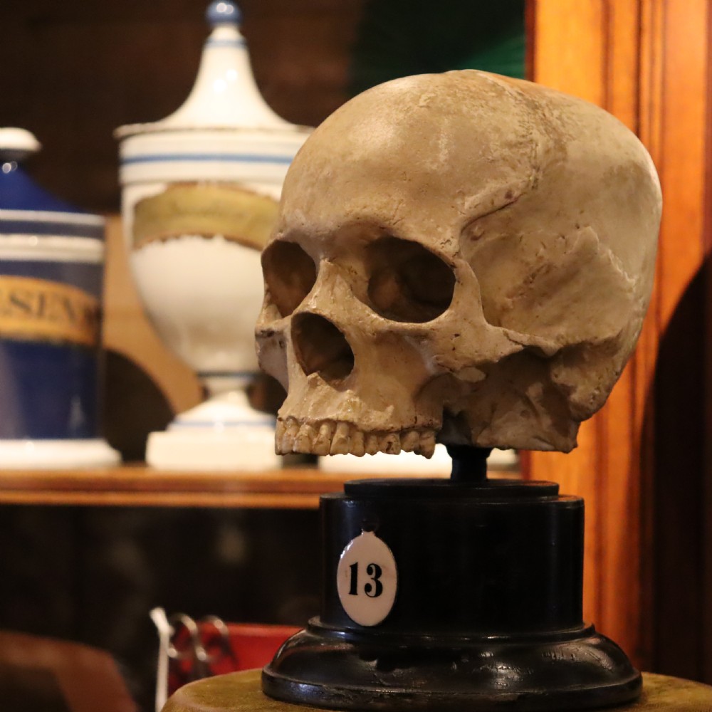 Plaster model of a Human Skull.  Early 20th Century  View VI