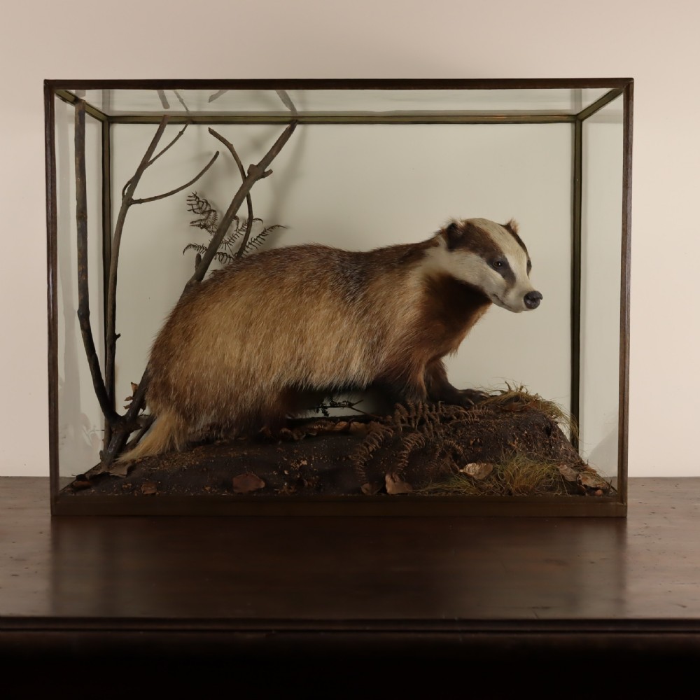 An antique taxidermy badger set within a naturalistic terrain display inside a framed glass display case.