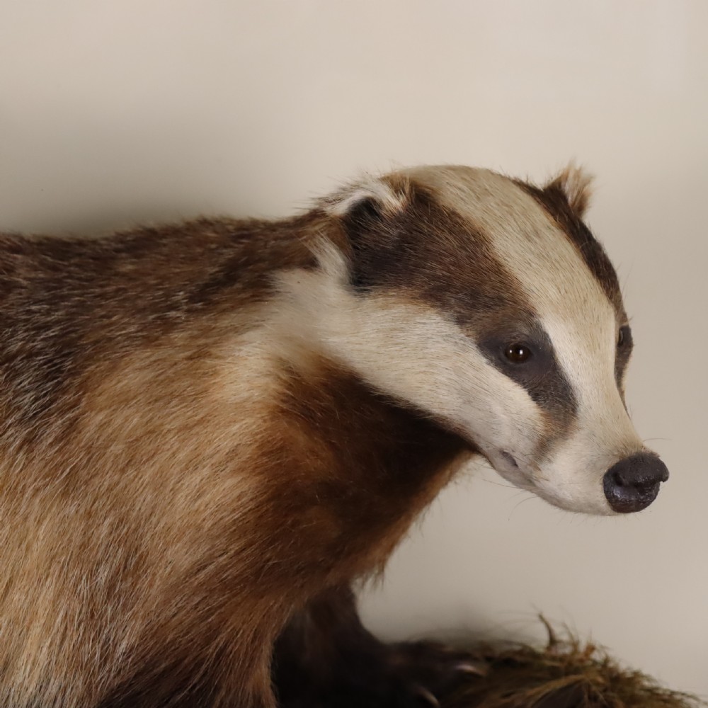 An antique taxidermy badger set within a naturalistic terrain display inside a framed glass display case. View II