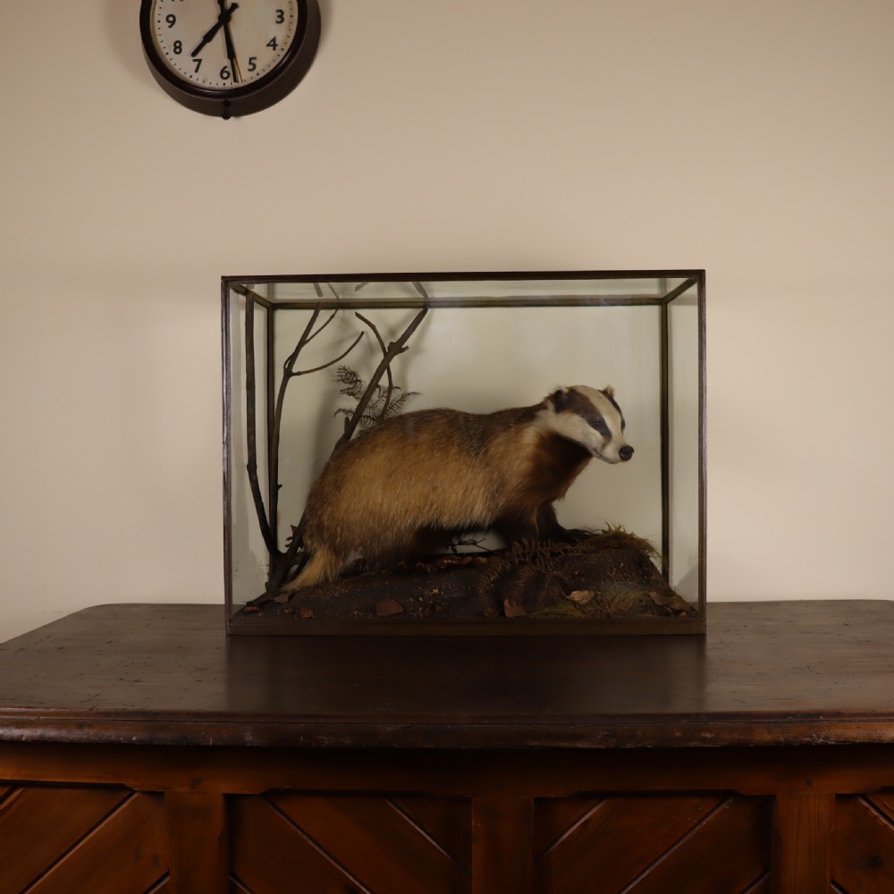 An antique taxidermy badger set within a naturalistic terrain display inside a framed glass display case. View III