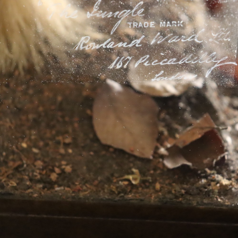 An antique taxidermy badger set within a naturalistic terrain display inside a framed glass display case. View IV