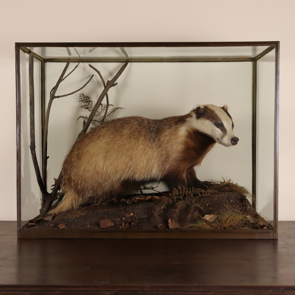 An antique taxidermy badger set within a naturalistic terrain display inside a framed glass display case. View V