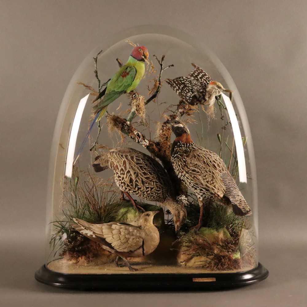 A Victorian glass dome displaying multiple mounted bird specimens, including a green parakeet and ground birds, mounted on branches with moss inside an ebonised wooden base.
