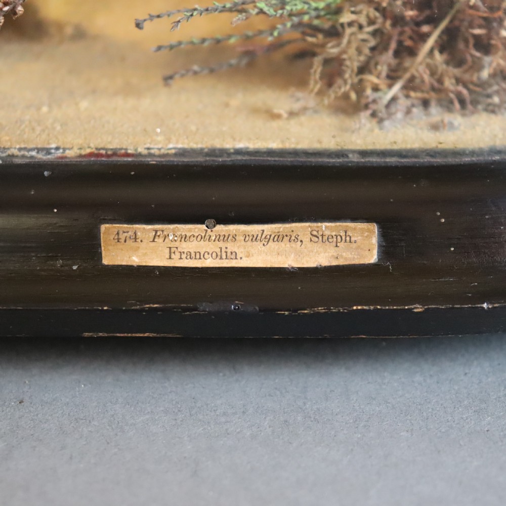 A Victorian glass dome displaying multiple mounted bird specimens, including a green parakeet and ground birds, mounted on branches with moss inside an ebonised wooden base. View III