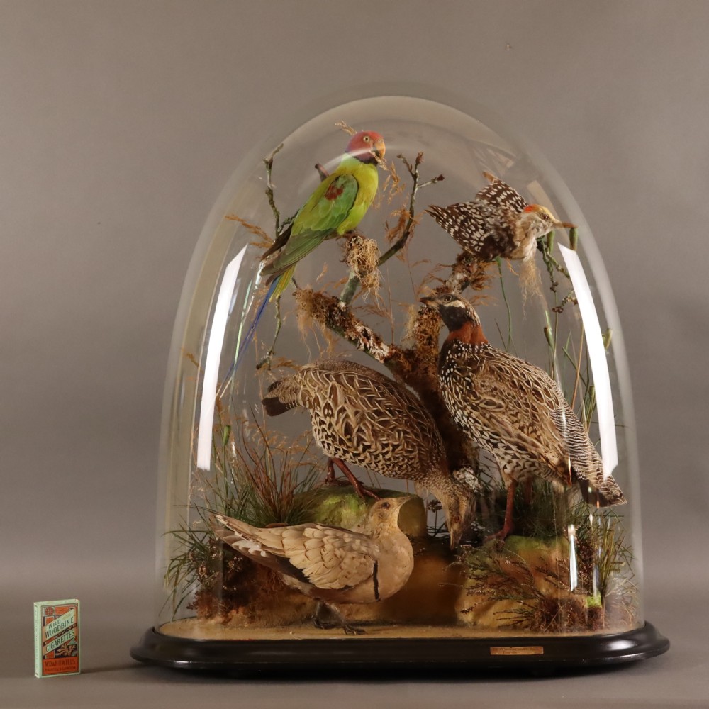 A Victorian glass dome displaying multiple mounted bird specimens, including a green parakeet and ground birds, mounted on branches with moss inside an ebonised wooden base. View V