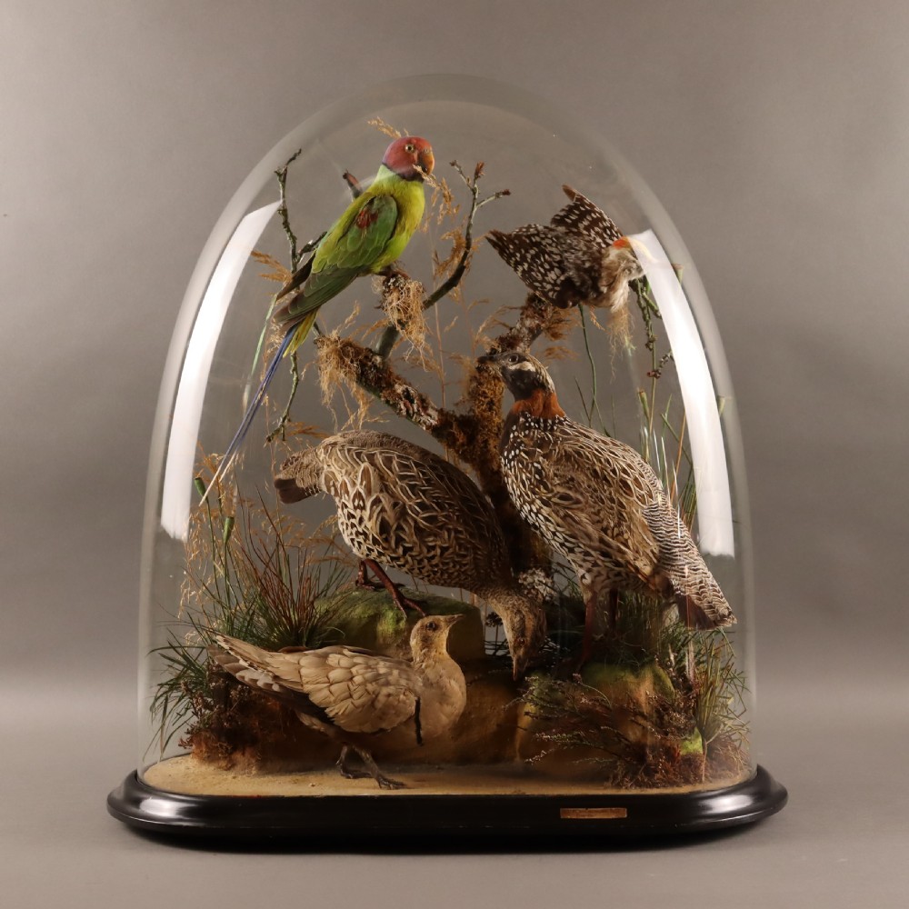 A Victorian glass dome displaying multiple mounted bird specimens, including a green parakeet and ground birds, mounted on branches with moss inside an ebonised wooden base. View VI