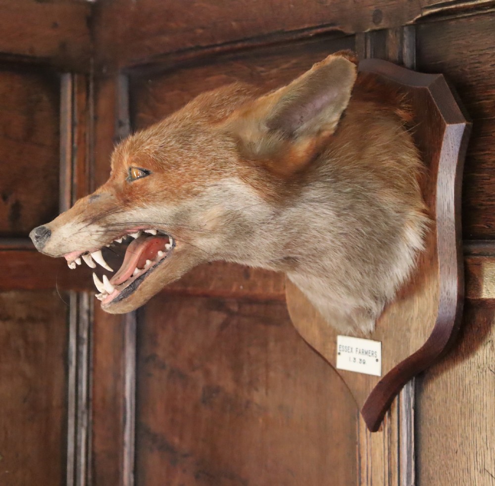 Taxidermy- fox mask by P. Spicer & Sons of Royal Leamington Spa. Dated 1939