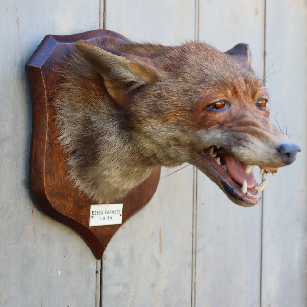 Profile view of an antique taxidermy fox mask mounted on a wooden shield plaque with a dated paper inscription. View II