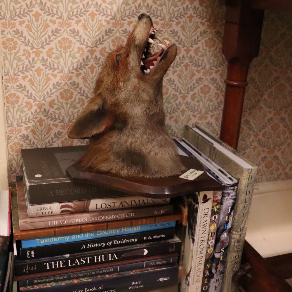 Profile view of an antique taxidermy fox mask mounted on a wooden shield plaque with a dated paper inscription. View III