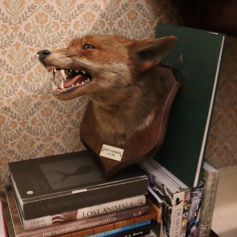 Profile view of an antique taxidermy fox mask mounted on a wooden shield plaque with a dated paper inscription. View IV