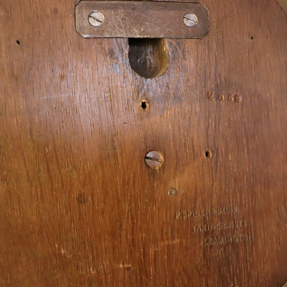 Profile view of an antique taxidermy fox mask mounted on a wooden shield plaque with a dated paper inscription. View V
