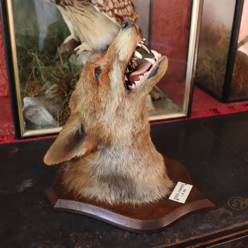 Profile view of an antique taxidermy fox mask mounted on a wooden shield plaque with a dated paper inscription. View VI