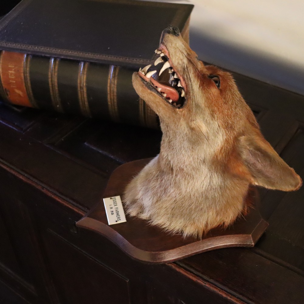 Profile view of an antique taxidermy fox mask mounted on a wooden shield plaque with a dated paper inscription. View VII