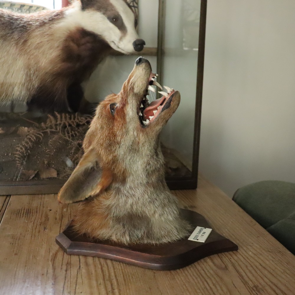 Profile view of an antique taxidermy fox mask mounted on a wooden shield plaque with a dated paper inscription. View VIII