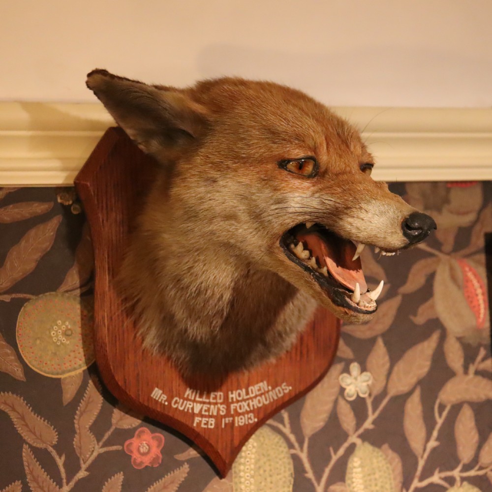 An Edwardian taxidermy fox mask with open mouth mounted on a wooden oak shield bearing white painted inscription text.