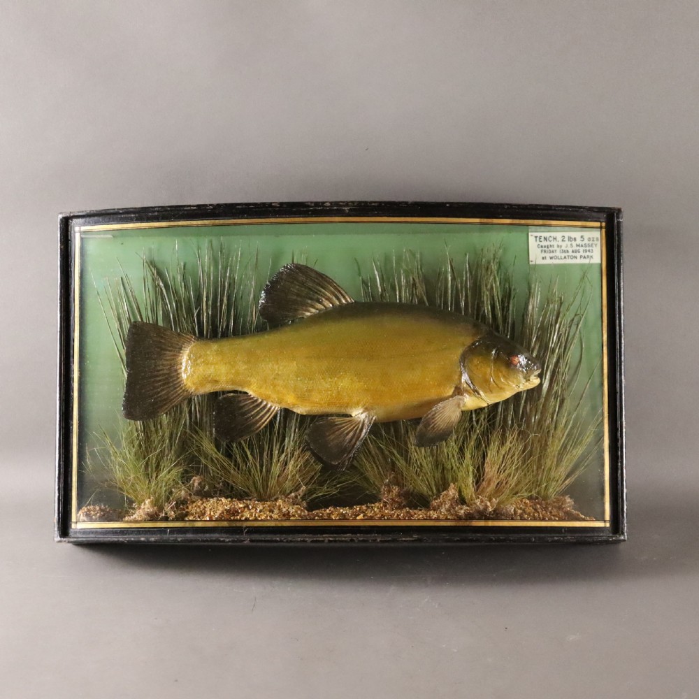 A bow-front ebonised glass case containing a preserved tench taxidermy fish set among aquatic reeds with a paper label in the top corner.
