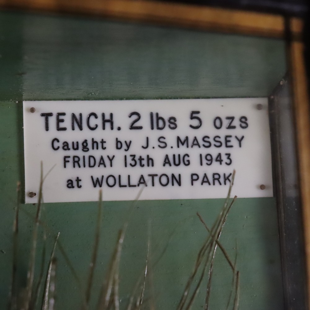 A bow-front ebonised glass case containing a preserved tench taxidermy fish set among aquatic reeds with a paper label in the top corner. View II
