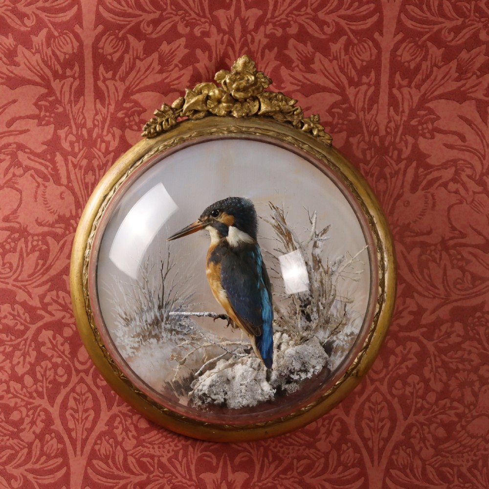 Victorian Taxidermy- Kingfisher in wall dome by Peter Spicer 