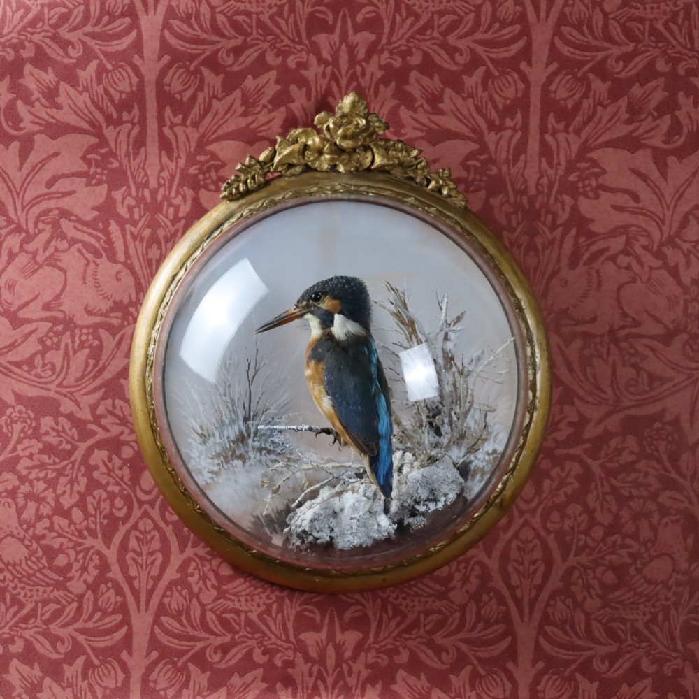 Victorian Taxidermy- Kingfisher in wall dome by Peter Spicer  View II