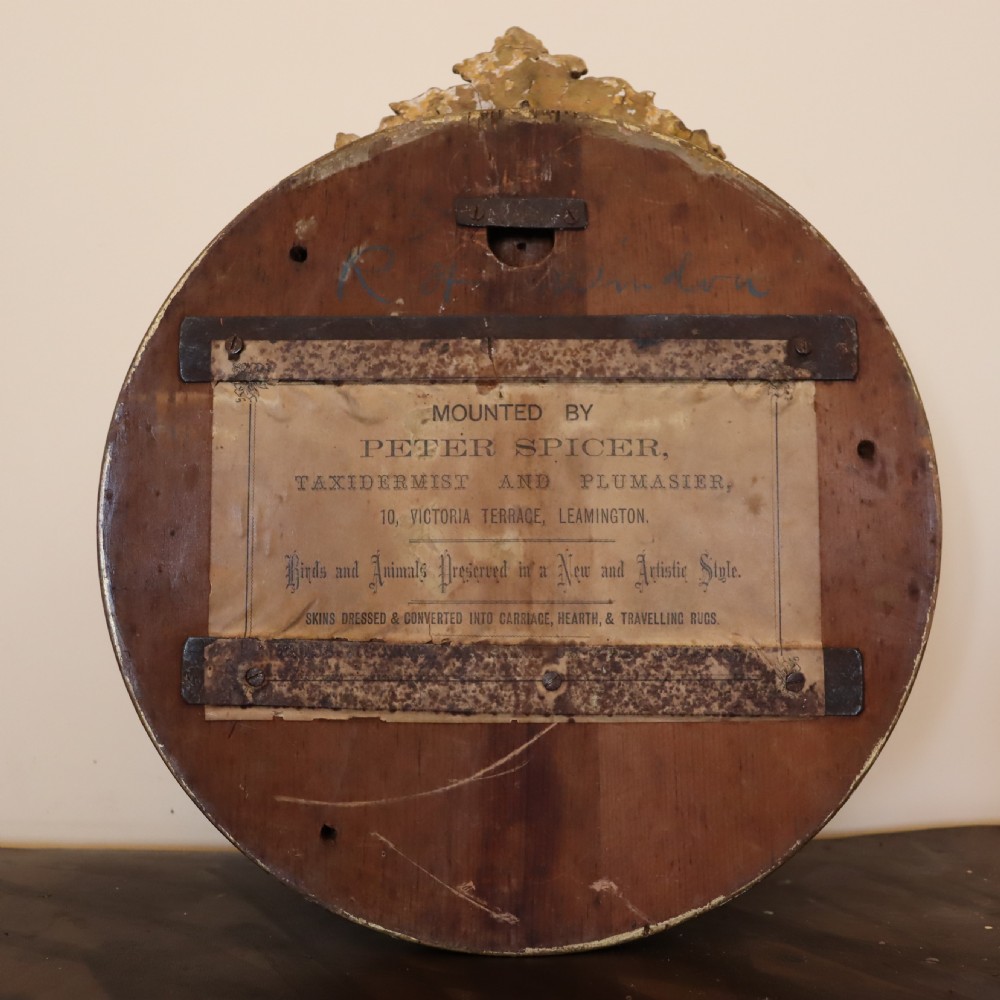Victorian Taxidermy- Kingfisher in wall dome by Peter Spicer  View III