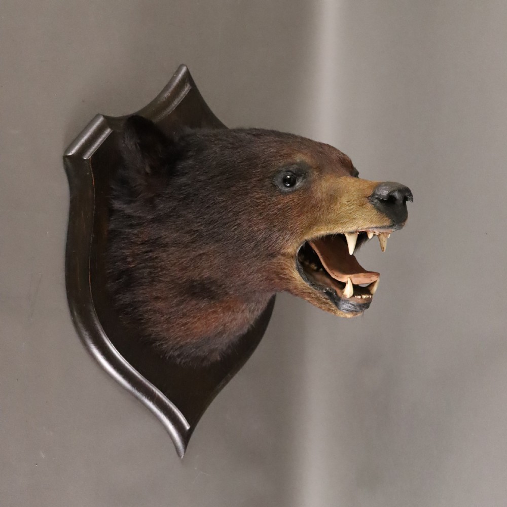  Victorian Taxidermy- Black Bear head by Rowland Ward of London 