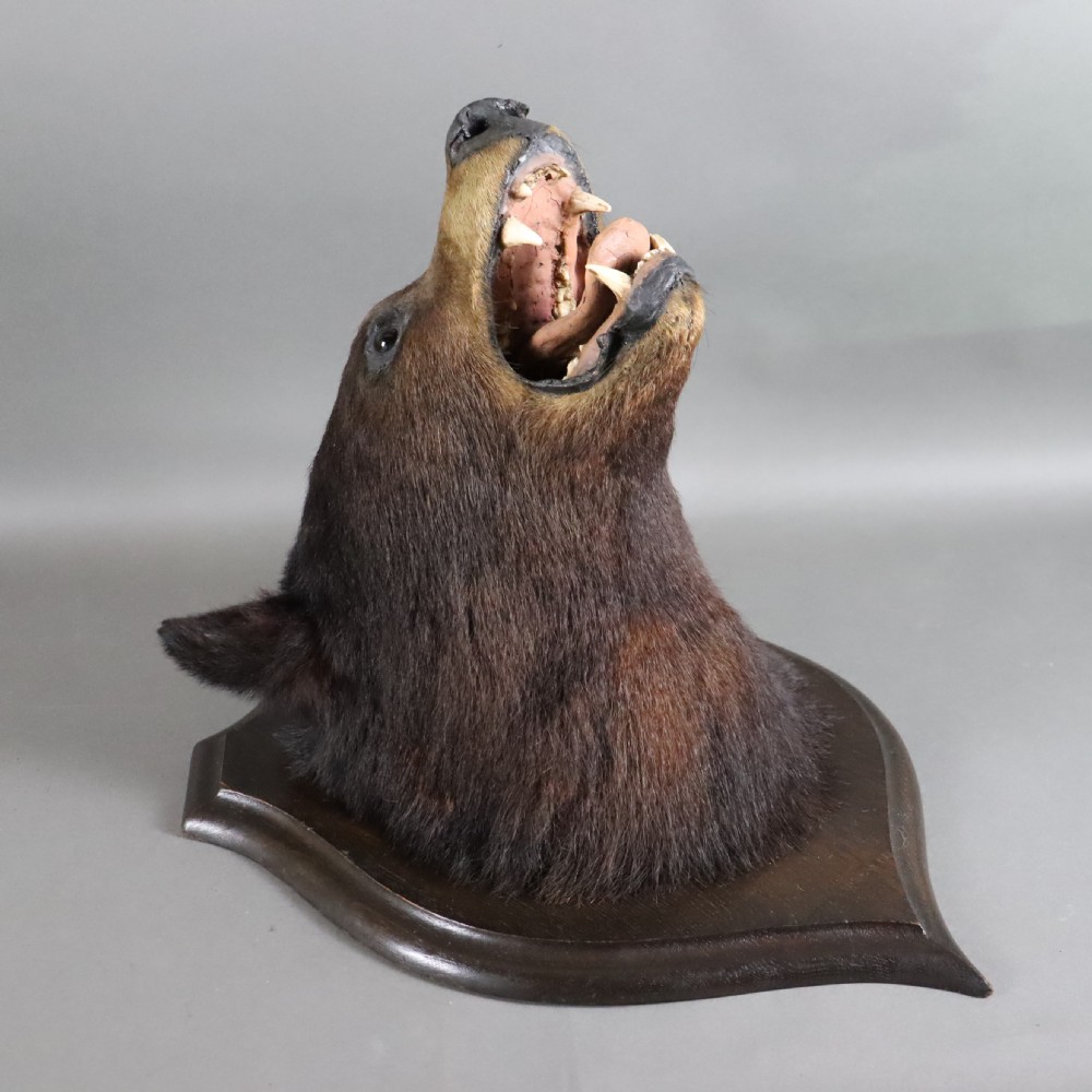  Victorian Taxidermy- Black Bear head by Rowland Ward of London  View II