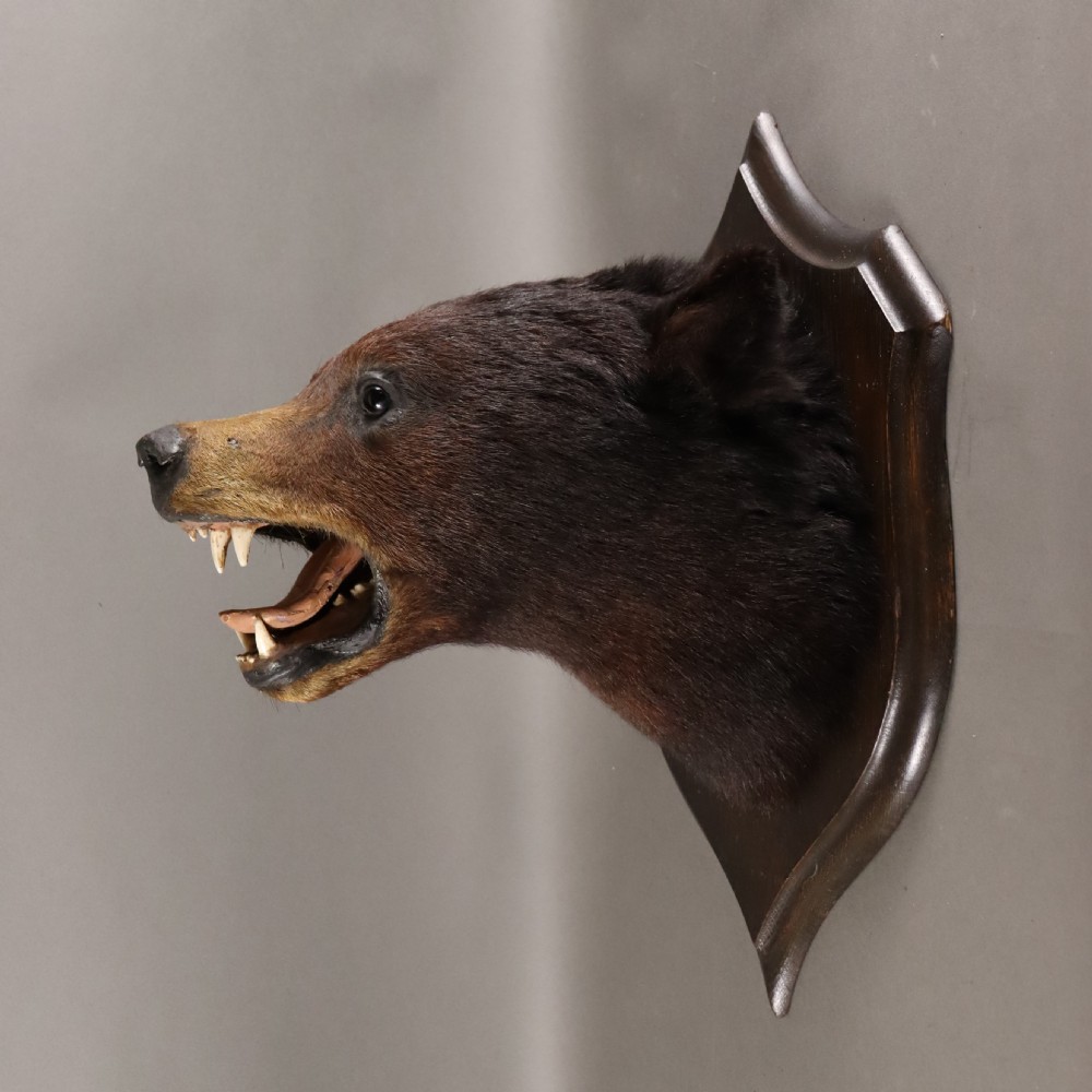  Victorian Taxidermy- Black Bear head by Rowland Ward of London  View III