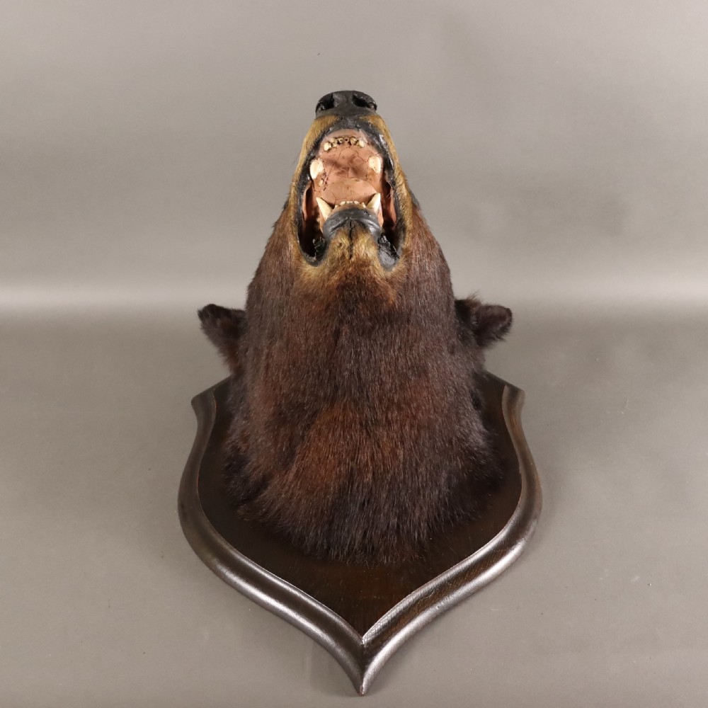  Victorian Taxidermy- Black Bear head by Rowland Ward of London  View IV