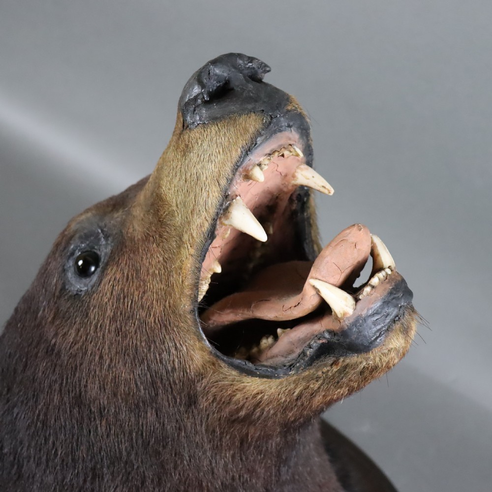  Victorian Taxidermy- Black Bear head by Rowland Ward of London  View V