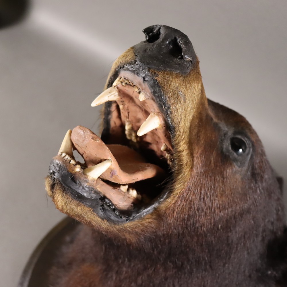  Victorian Taxidermy- Black Bear head by Rowland Ward of London  View VI