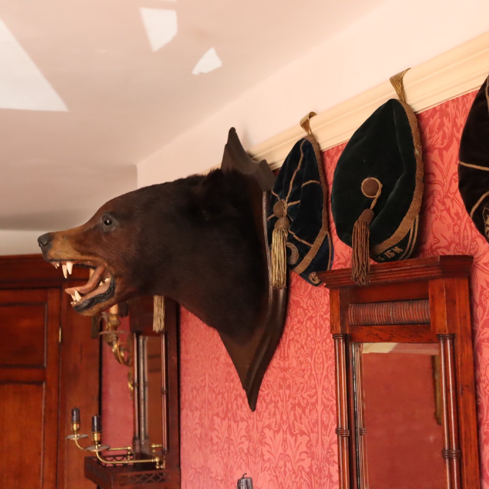  Victorian Taxidermy- Black Bear head by Rowland Ward of London  View VIII