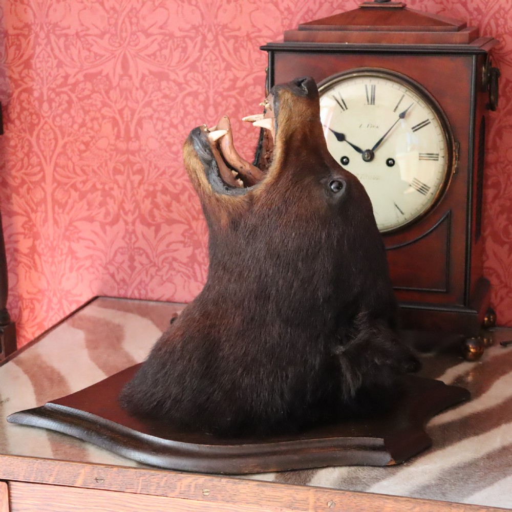  Victorian Taxidermy- Black Bear head by Rowland Ward of London  View IX