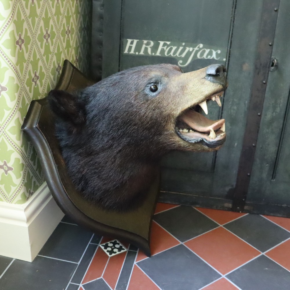  Victorian Taxidermy- Black Bear head by Rowland Ward of London  View X