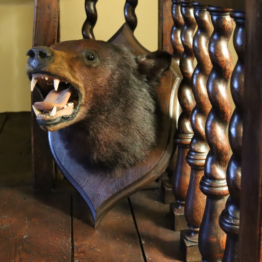  Victorian Taxidermy- Black Bear head by Rowland Ward of London  View XI